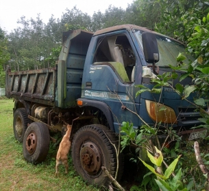 Thanh lý 01 (một) Xe ô tô tải ben tải (tự đỗ) 3,5 tấn, Hiệu Thaco FD345A-4WD; Biển kiểm soát: 92H - 107.90, số máy: 4100QBZ*U01307598A*; số khung: RNHF235AZ9C052845; năm sản xuất: 2009 đã qua sử dụng