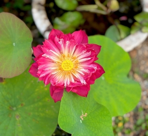 Hoa hồng phong thuỷ L2